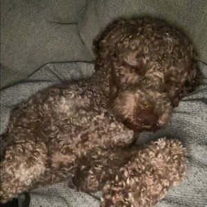 Meet your Posher, Zac